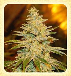 De Sjamaan Seeds White Widow Regular