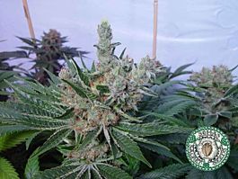 Soma Seeds White Willow Feminised
