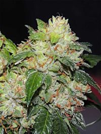 Karma Genetics White Beelze Bubba Regular
