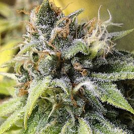 Gage Green Seeds White Buzz Regular