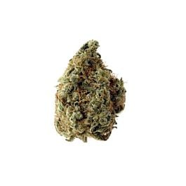 Amsterdam Genetics White Choco Feminized