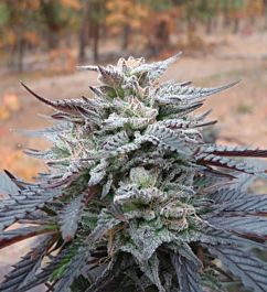 Gage Green Seeds White Funk Regular