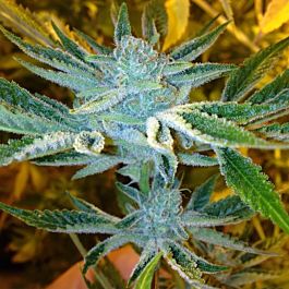 Dankonomics Genetics Whitefire Funk Feminised