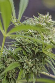 Digital Genetics White Fire Widow OG Regular