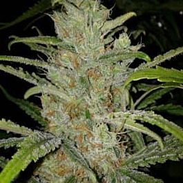 Female Seeds White Grapefruit Feminized