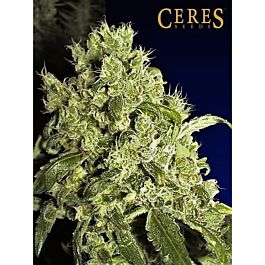 Ceres Seeds White Indica Regular
