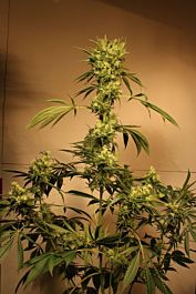 Exotic Seed White Jewel Regular