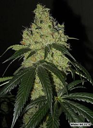 Karma Genetics White OG V2.0 Regular
