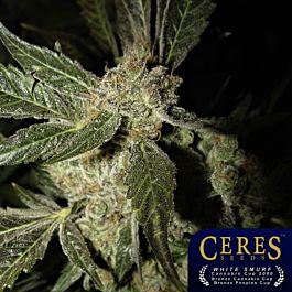 Ceres Seeds White Panther Regular