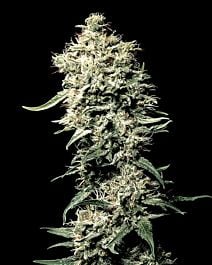 Green House Company White Rhino Feminised