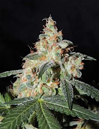 Karma Genetics White Sage Regular