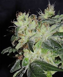 Karma Genetics White Snake Regular