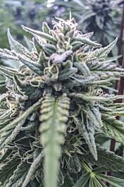 Digital Genetics The White Star Regular