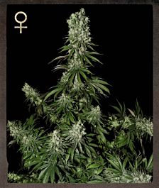 Strain Hunters White Strawberry Skunk Feminized