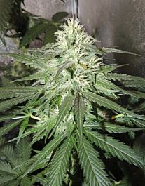 Karma Genetics White TangHaze Outerspace Regular