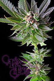 LaPlata Labs Seeds White VooDoo Regular