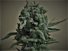 Kalashnikov Seeds White Widow 47 Feminized