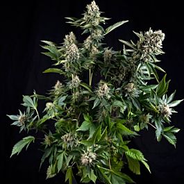Pyramid Seeds White Widow Feminized