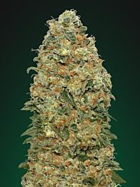 Green House Company White Widow Feminised
