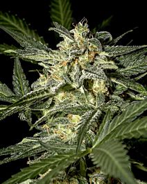 Green House Company White Widow Auto Feminised