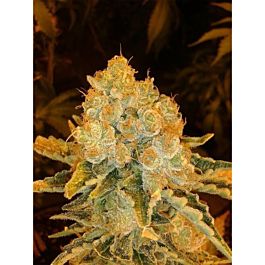 Lineage Genetics White Widow Feminized