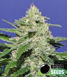 Bomb Seeds Widow Bomb Regular