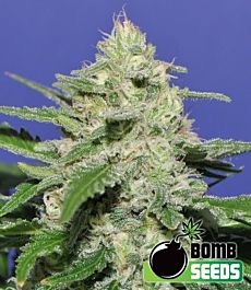 Bomb Seeds Atomic Feminized