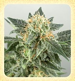 De Sjamaan Seeds Widow Ryder Auto Feminized