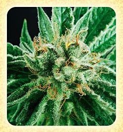 De Sjamaan Seeds Widow Skunk Regular