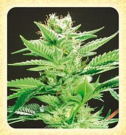 De Sjamaan Seeds Widow Warrior Regular