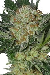 SEEDMAKERS Widow Feminized