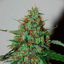 World of Seeds Wild Thailand Ryder Auto Feminized