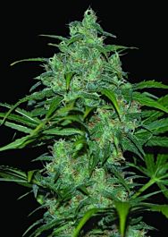 World of Seeds Wild Thailand Regular