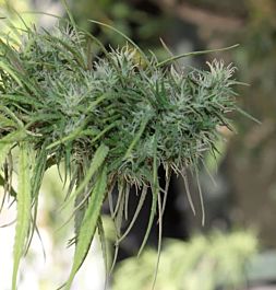 Gage Green Seeds Willie Nelson Regular