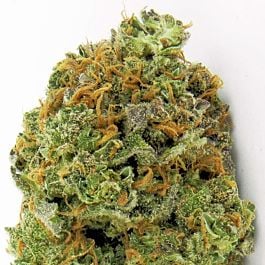 Heavyweight Seeds Wipeout Express Auto Feminized