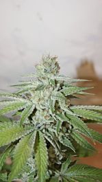 Bodhi Seeds Wish Mountain Regular
