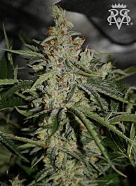 SICK MEDS Wonder Kush Regular