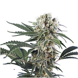 Hero Seeds Wonder Black Domina Feminised