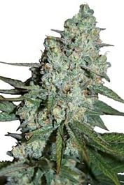 SEEDMAKERS Wonder Skunk Feminized