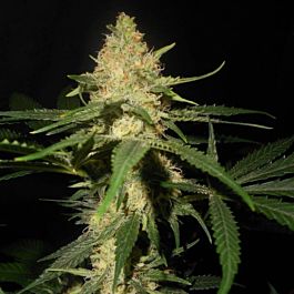 World of Seeds Madness Feminised