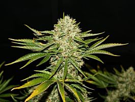 T H Seeds Wreckage Regular