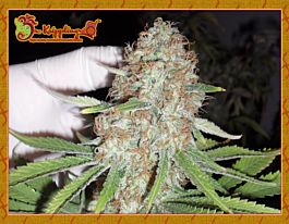 Dr Krippling Blue Kripple Feminized