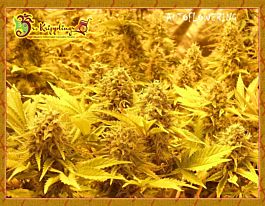 Dr Krippling Choc Matic Auto Feminized