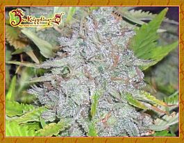 Dr Krippling Delhi Friend Feminized