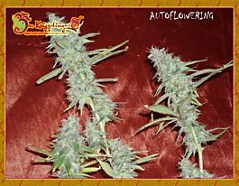 Dr Krippling Krippleberry Auto Feminized