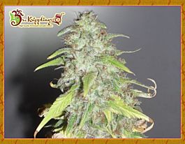 Dr Krippling Kripple Shock Feminized