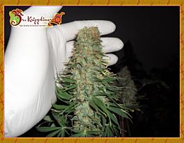 Dr Krippling Mango Chutney Feminized