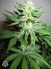 SICK MEDS William's Wonder Regular