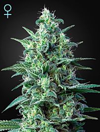 Green House Company White Widow Auto CBD Feminized
