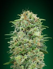 00 Seeds White Widow CBD Feminized